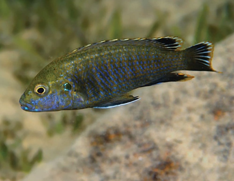 Labidochromis shiranus 'Kanchedza Island'